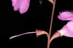 Scaleleaf false foxglove